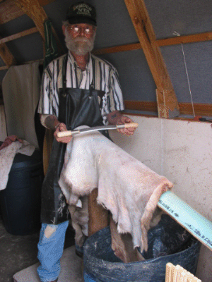 Fleshing a deer hide with a barrel to catch the trimmings.