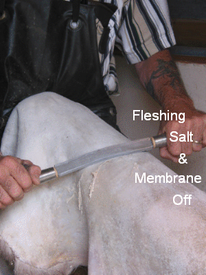 Fleshing salt and membrane off a deer hide.