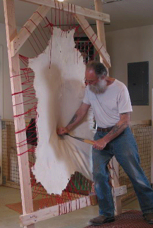 Softening a braintan deer hide in a frame.