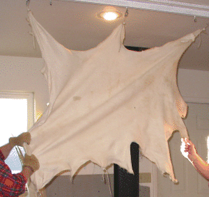 Softening a braintan deer hide by hand.