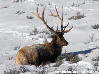 An elk resting in the snow.